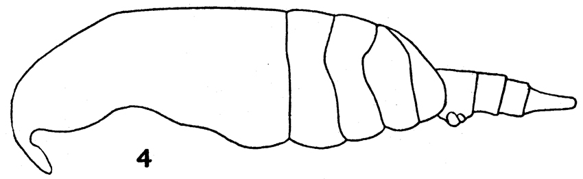 Species Ridgewayia marki - Plate 5 of morphological figures