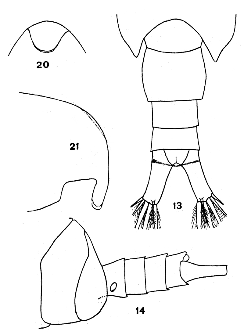Espce Ridgewayia marki - Planche 6 de figures morphologiques