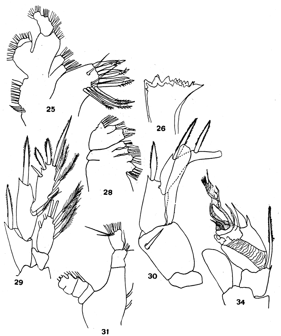 Species Ridgewayia marki - Plate 7 of morphological figures