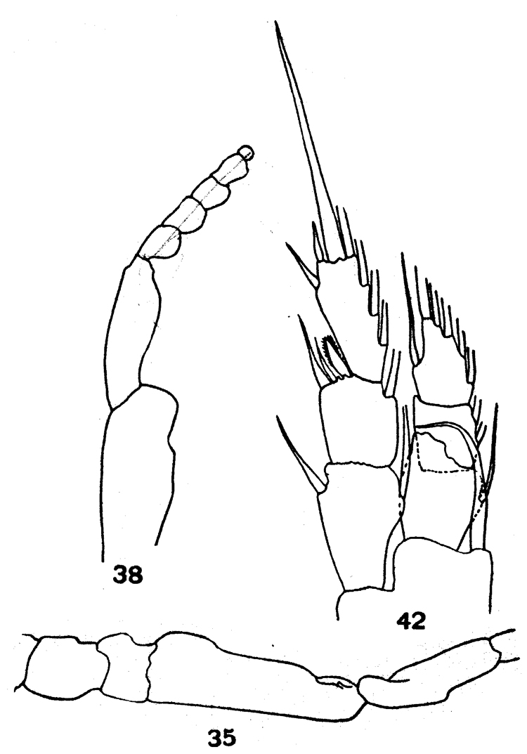 Espce Ridgewayia marki - Planche 8 de figures morphologiques