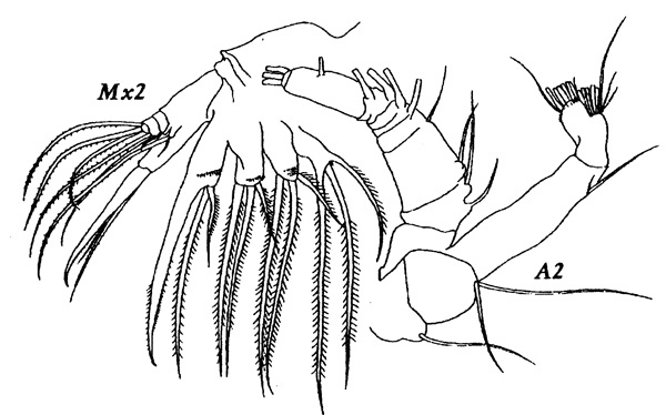 Espèce Gaetanus brachyurus - Planche 2 de figures morphologiques