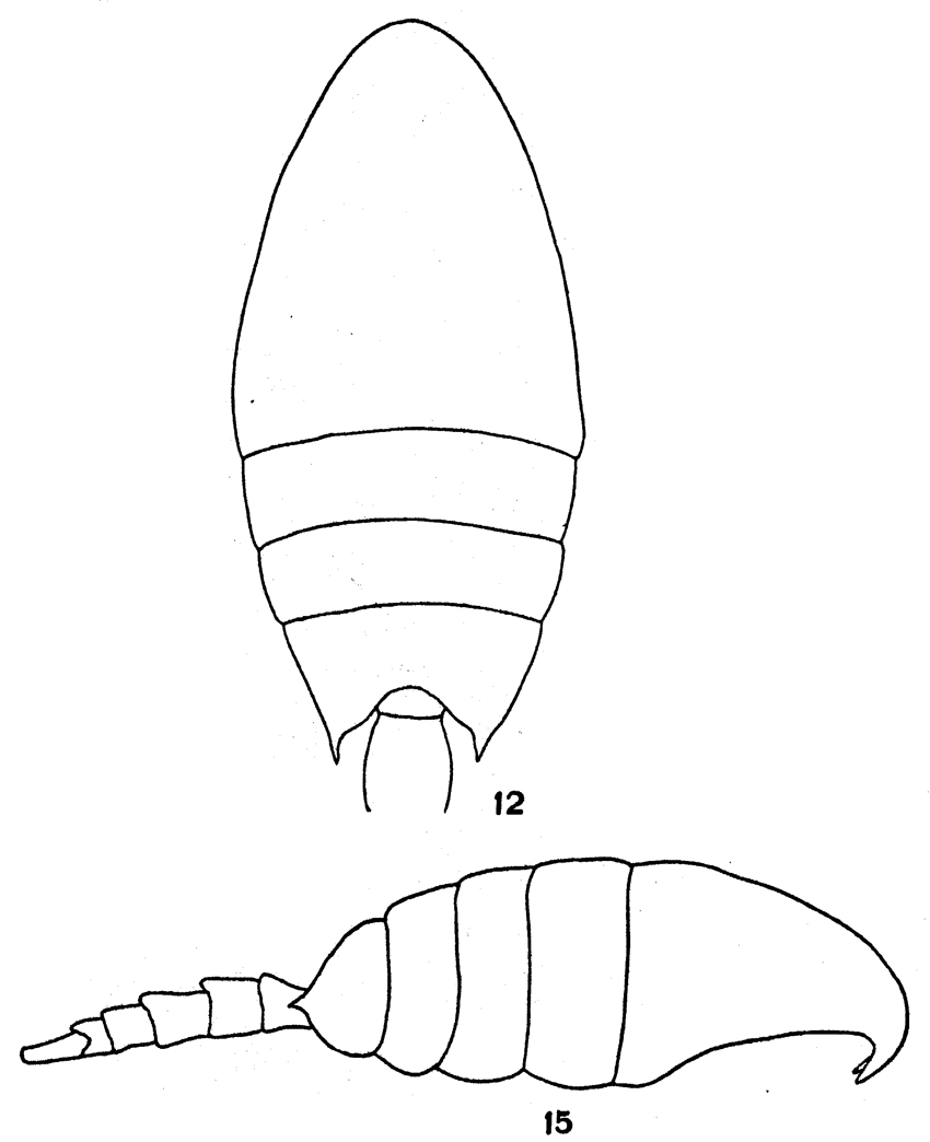 Species Calanopia americana - Plate 3 of morphological figures