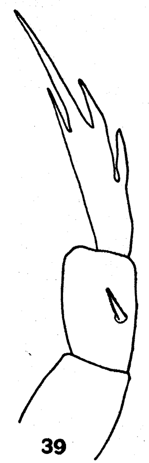 Espce Calanopia americana - Planche 5 de figures morphologiques
