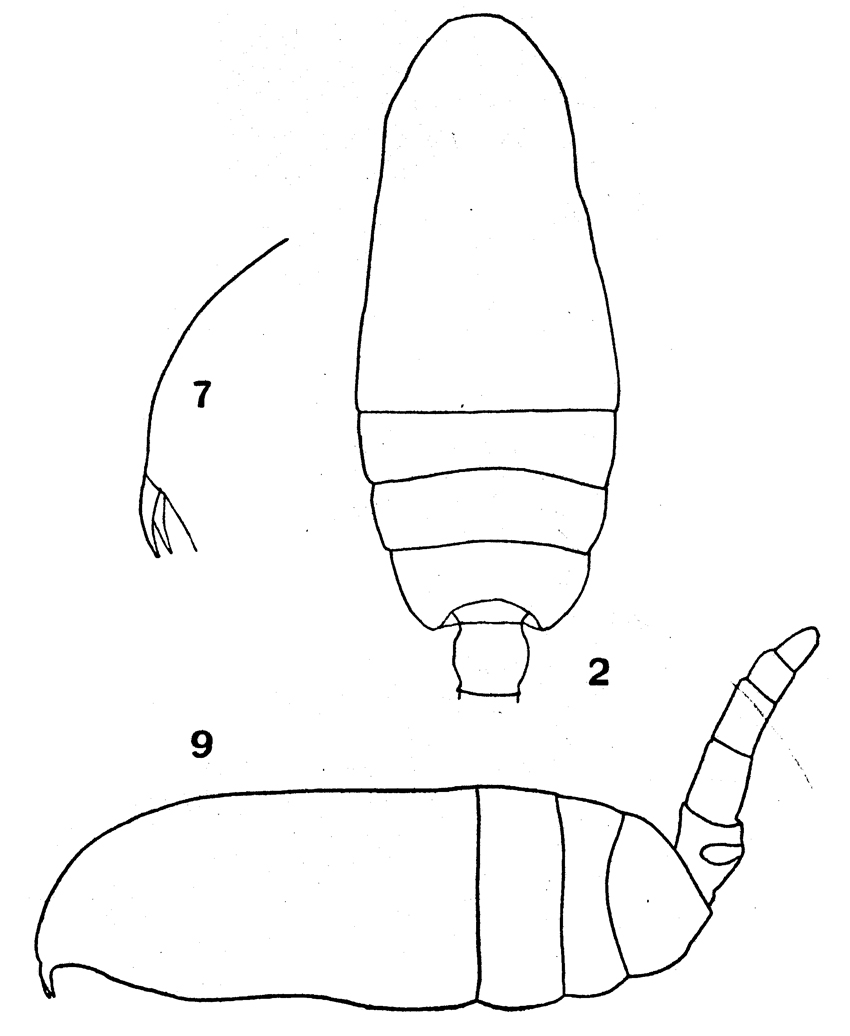 Espèce Clausocalanus furcatus - Planche 5 de figures morphologiques