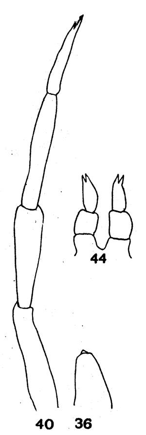 Espce Clausocalanus furcatus - Planche 8 de figures morphologiques