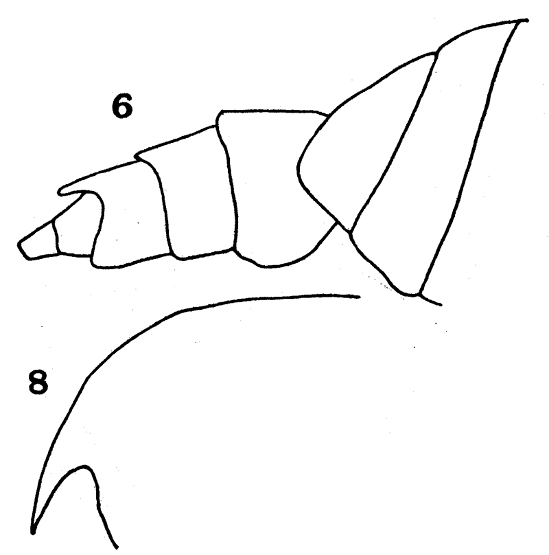 Species Pseudocyclops magnus - Plate 2 of morphological figures
