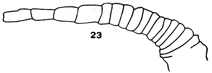 Species Pseudocyclops magnus - Plate 3 of morphological figures