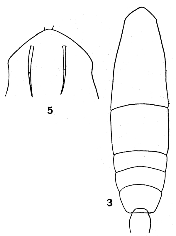 Espèce Acartia (Acanthacartia) spinata - Planche 1 de figures morphologiques