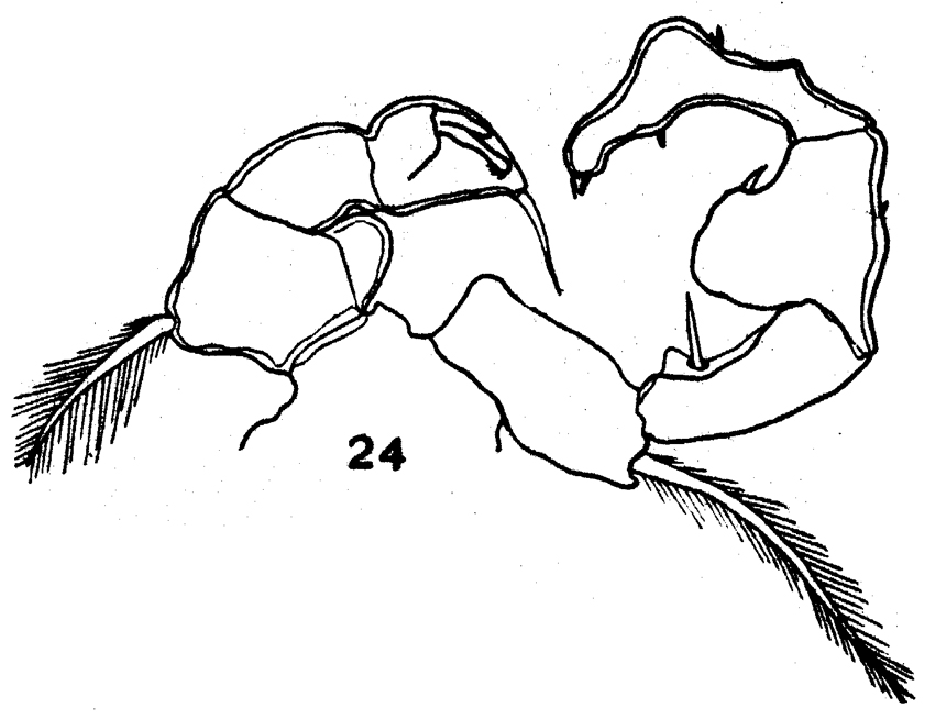 Espèce Acartia (Acanthacartia) spinata - Planche 3 de figures morphologiques