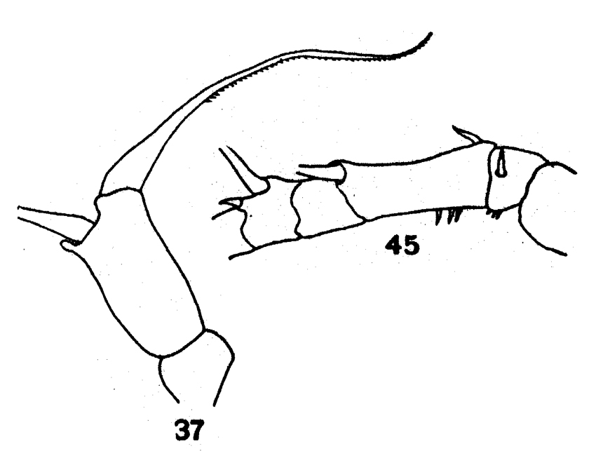 Espèce Acartia (Acanthacartia) spinata - Planche 4 de figures morphologiques