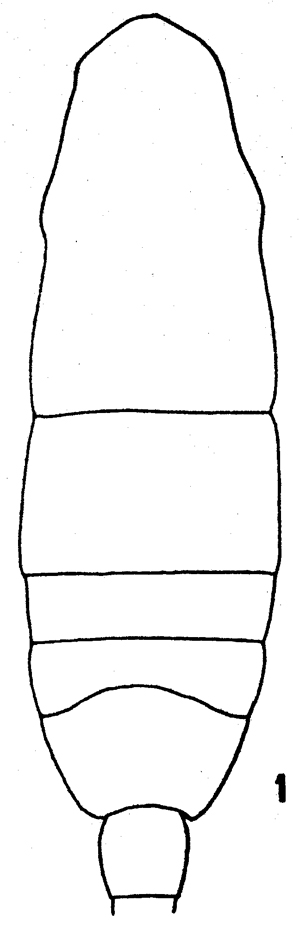Espèce Acartia (Acartiura) bermudensis - Planche 1 de figures morphologiques