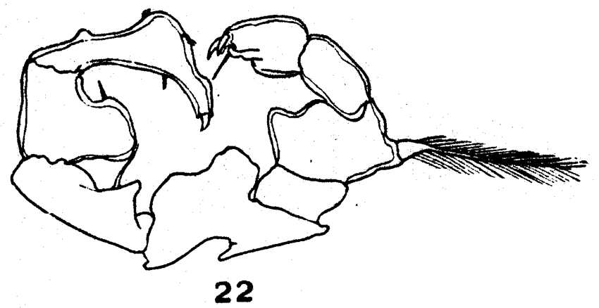 Espèce Acartia (Acartiura) bermudensis - Planche 3 de figures morphologiques