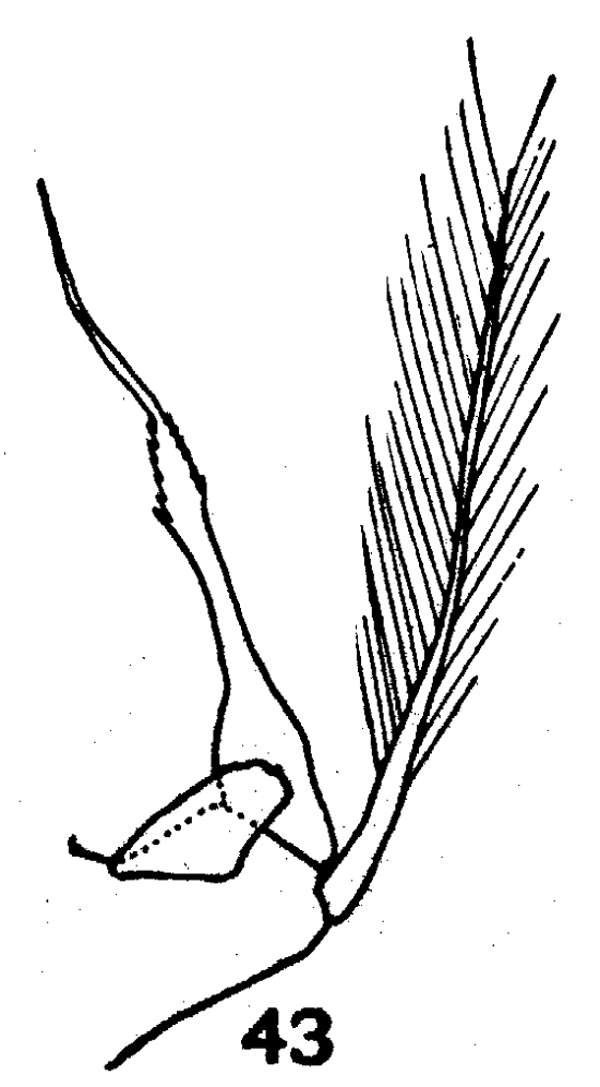 Espèce Acartia (Acartiura) bermudensis - Planche 4 de figures morphologiques