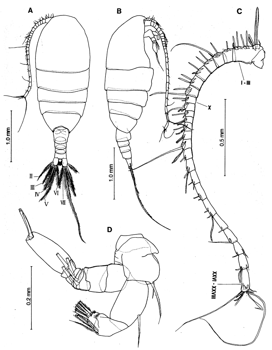 Species Nullosetigera auctiseta - Plate 1 of morphological figures