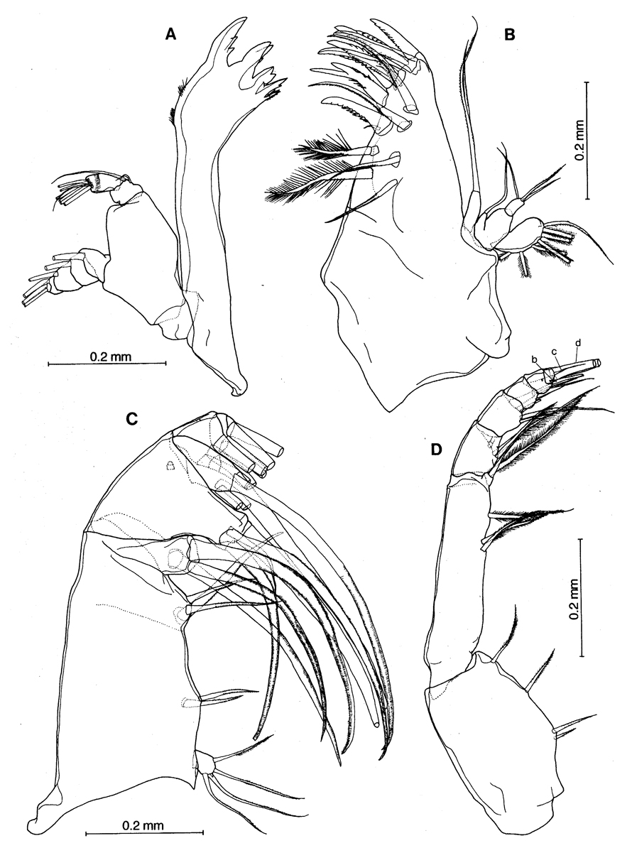 Espce Nullosetigera auctiseta - Planche 2 de figures morphologiques