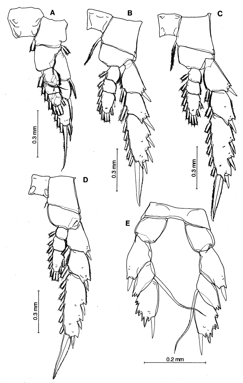 Espce Nullosetigera auctiseta - Planche 3 de figures morphologiques