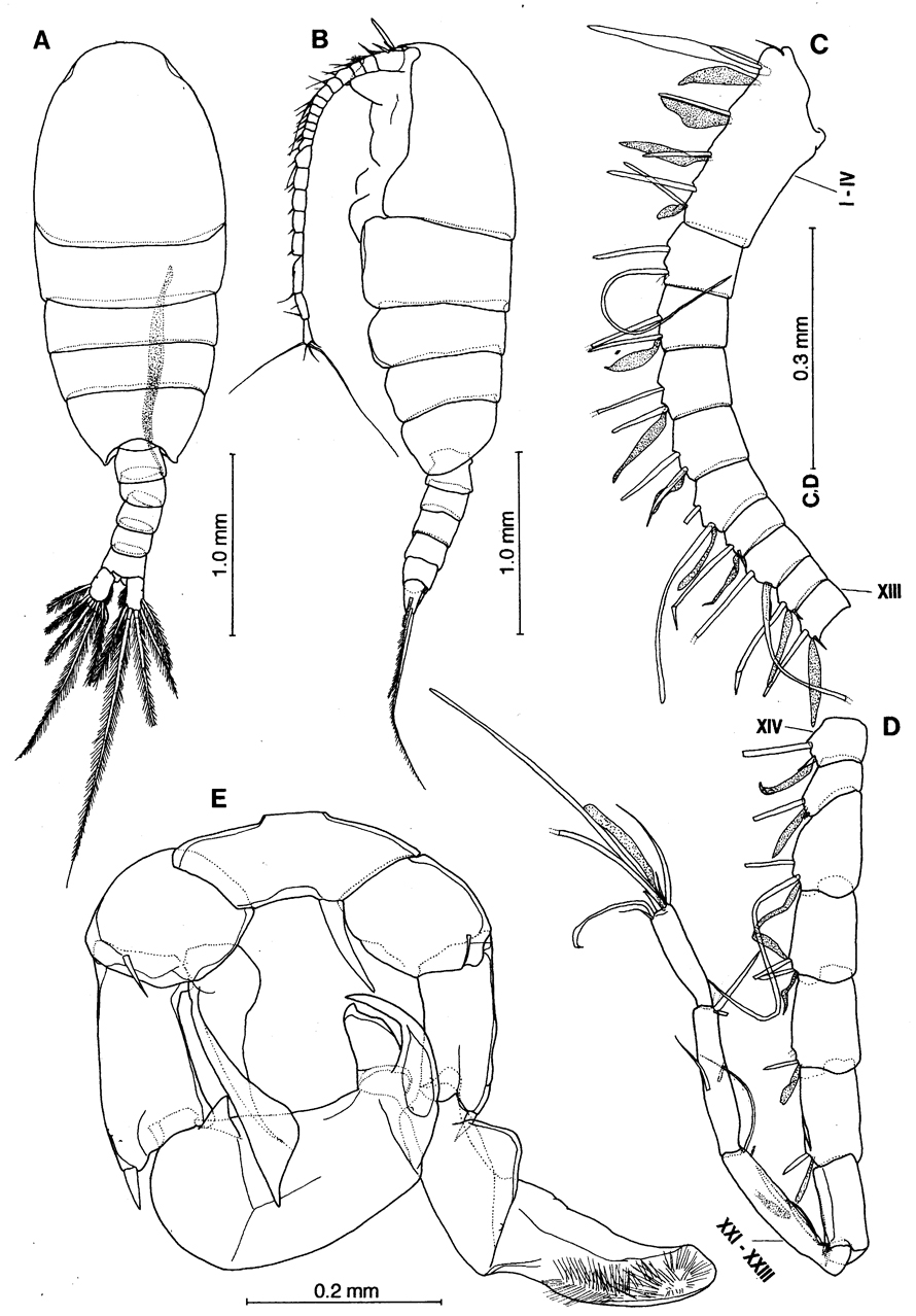 Espce Nullosetigera auctiseta - Planche 5 de figures morphologiques
