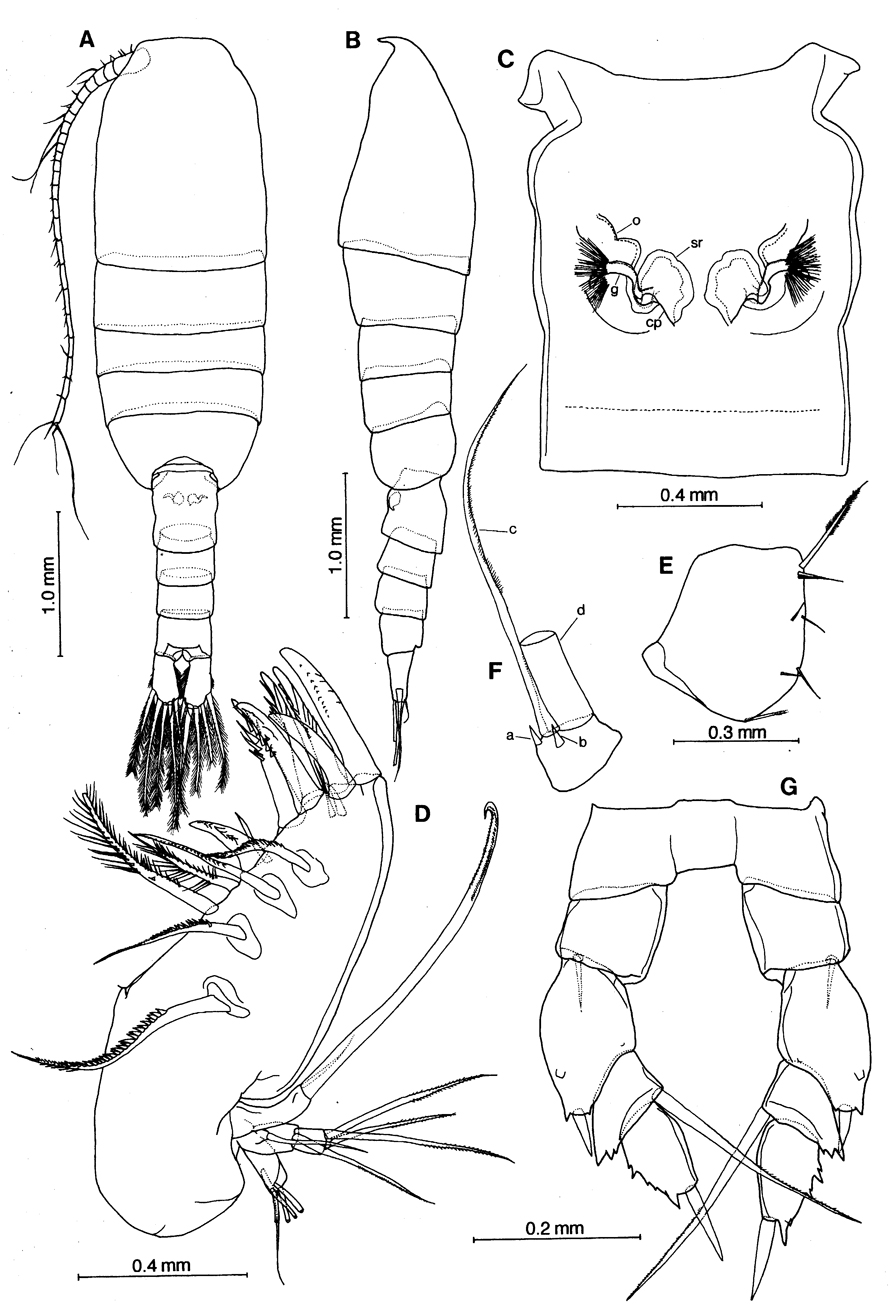 Espce Nullosetigera mutica - Planche 5 de figures morphologiques