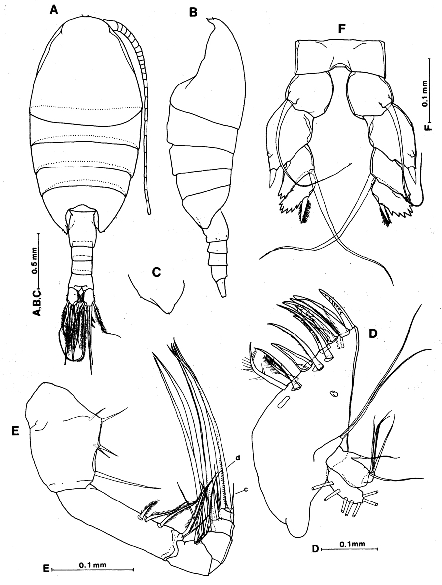 Species Nullosetigera mutata - Plate 2 of morphological figures