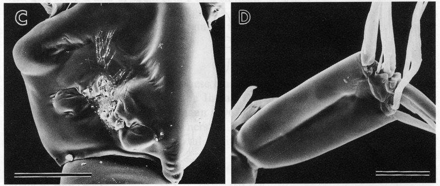 Espce Nullosetigera helgae - Planche 12 de figures morphologiques