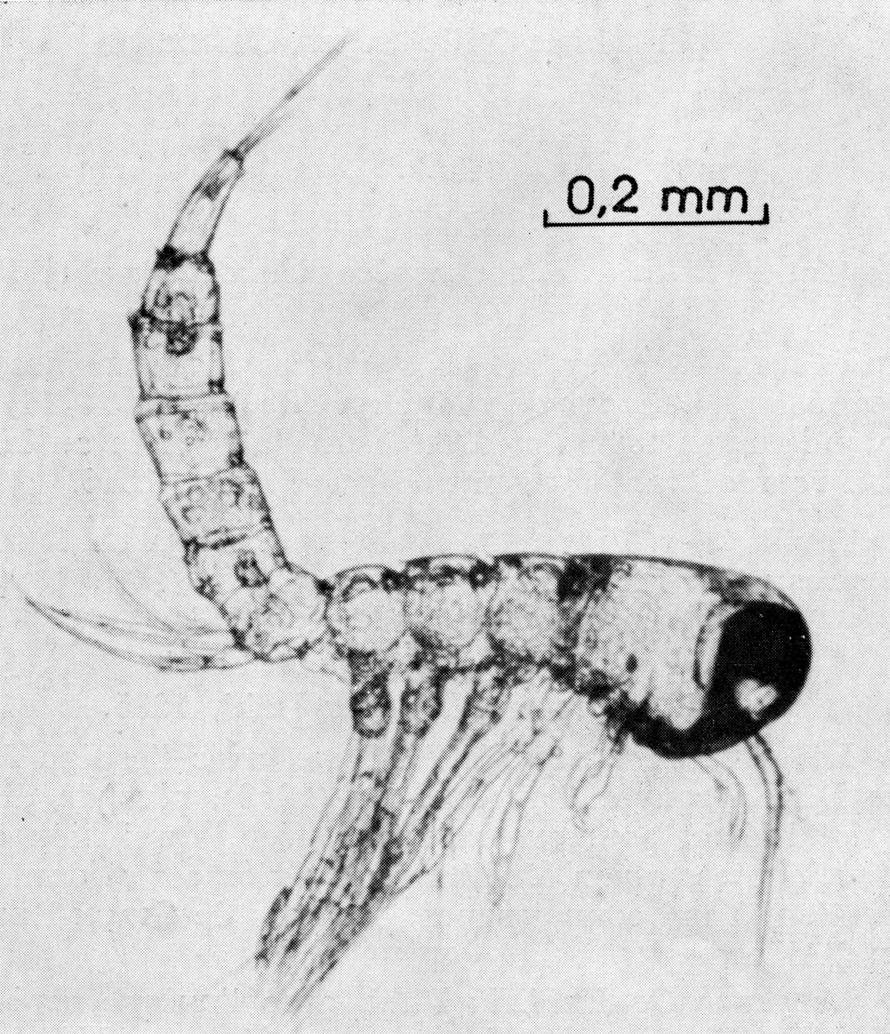 Species Distioculus minor - Plate 3 of morphological figures