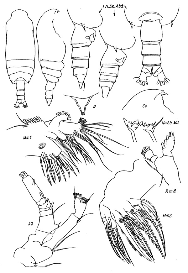 Species Gaetanus brevispinus - Plate 4 of morphological figures