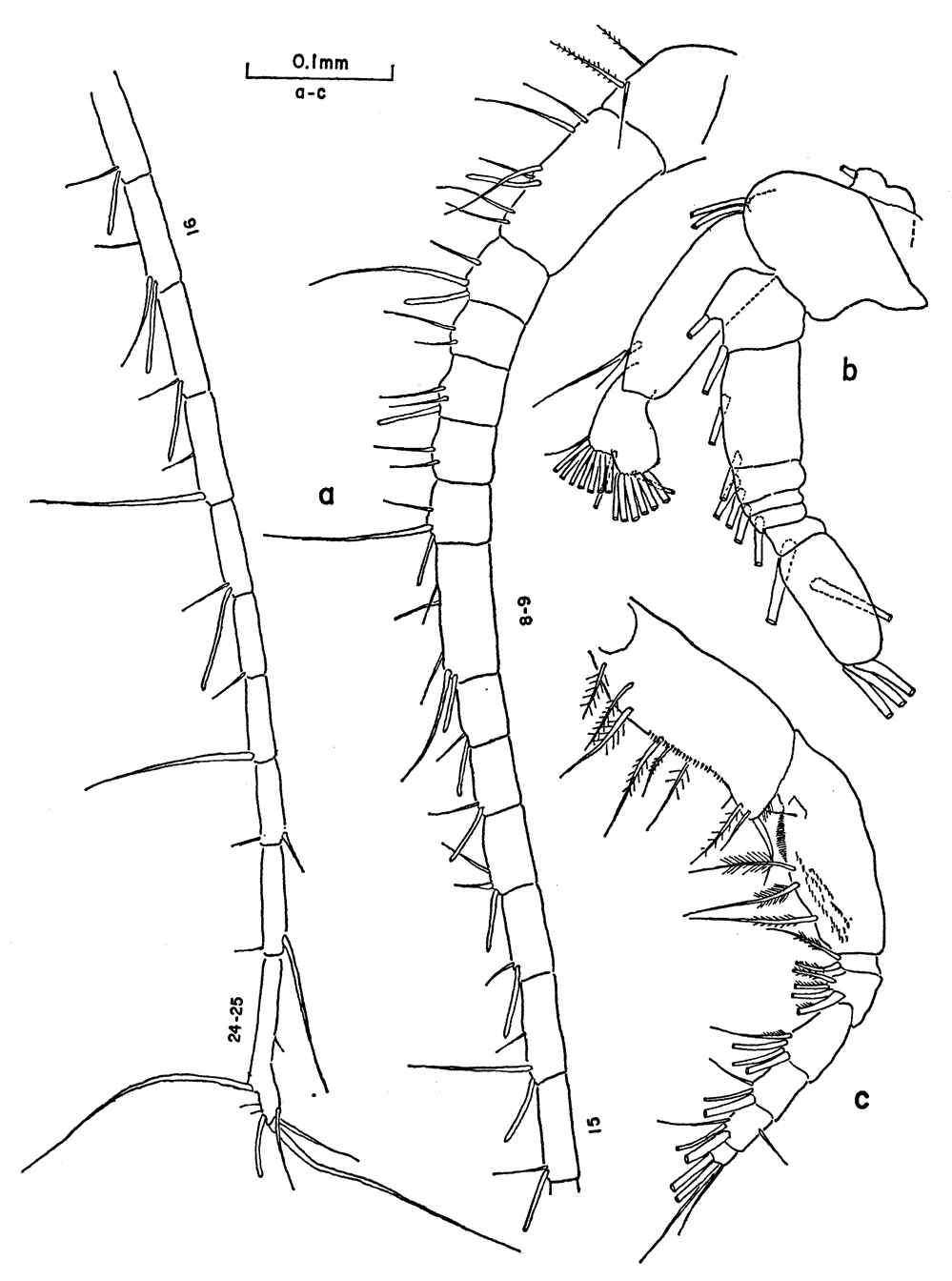 Espèce Clausocalanus mastigophorus - Planche 8 de figures morphologiques