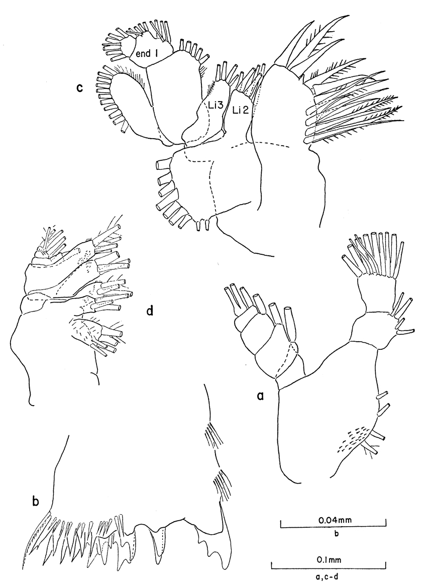 Espèce Clausocalanus mastigophorus - Planche 9 de figures morphologiques