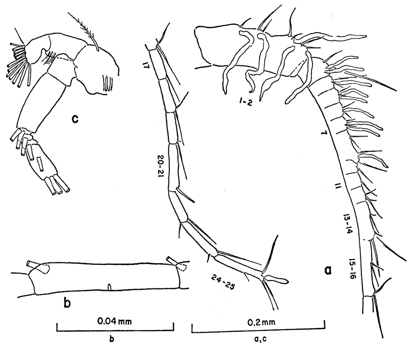 Species Clausocalanus mastigophorus - Plate 10 of morphological figures