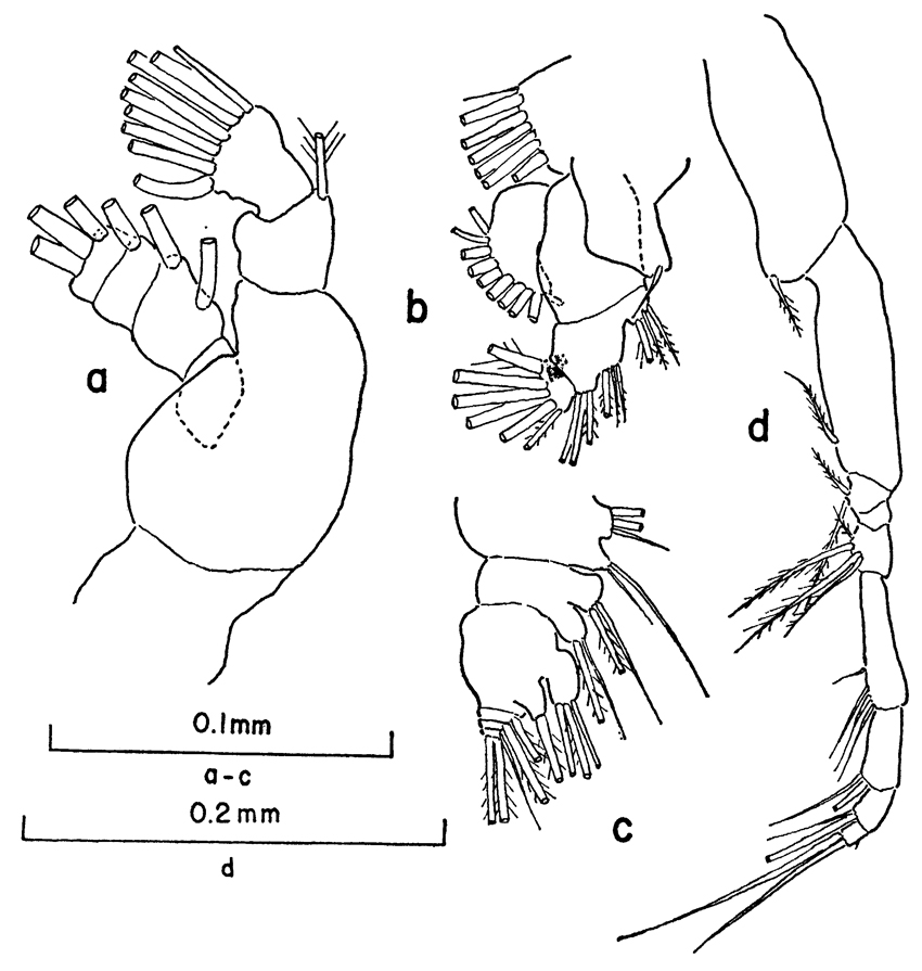 Espce Clausocalanus mastigophorus - Planche 11 de figures morphologiques