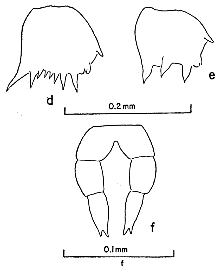 Espèce Clausocalanus lividus - Planche 12 de figures morphologiques
