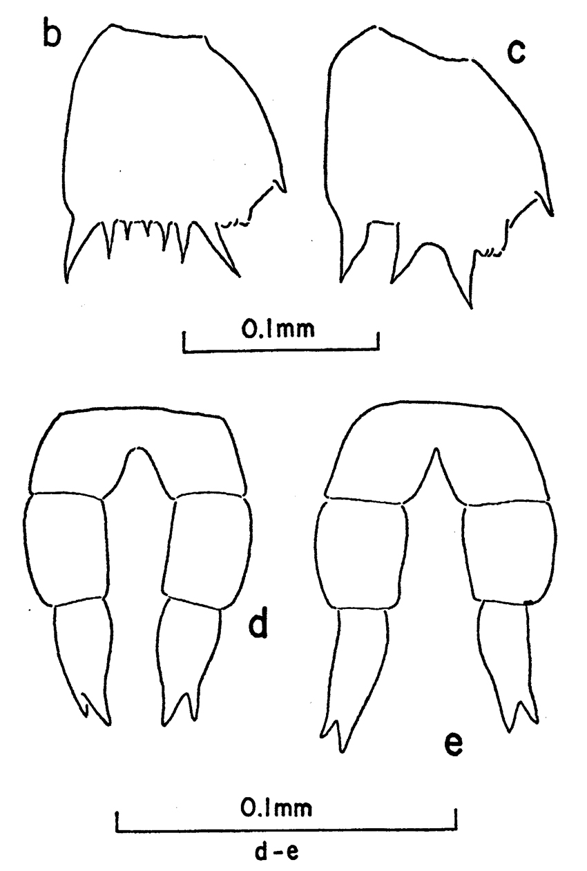 Species Clausocalanus ingens - Plate 11 of morphological figures