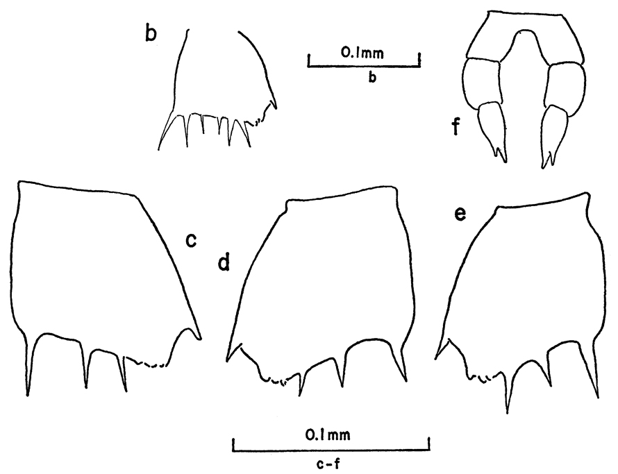 Espce Clausocalanus laticeps - Planche 9 de figures morphologiques