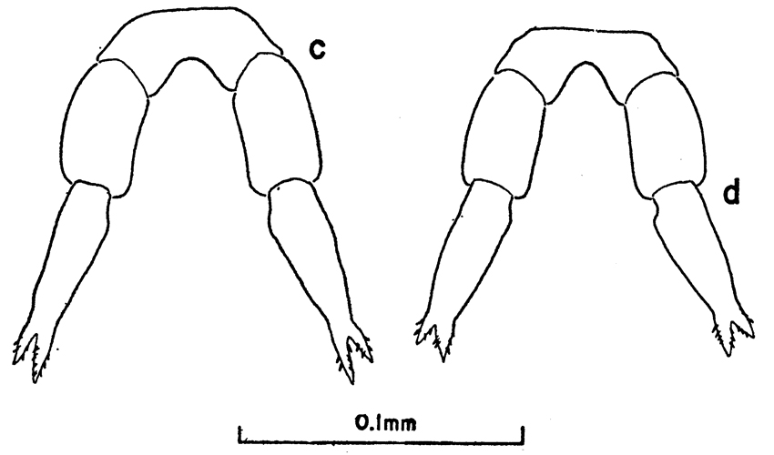 Espèce Clausocalanus arcuicornis - Planche 12 de figures morphologiques