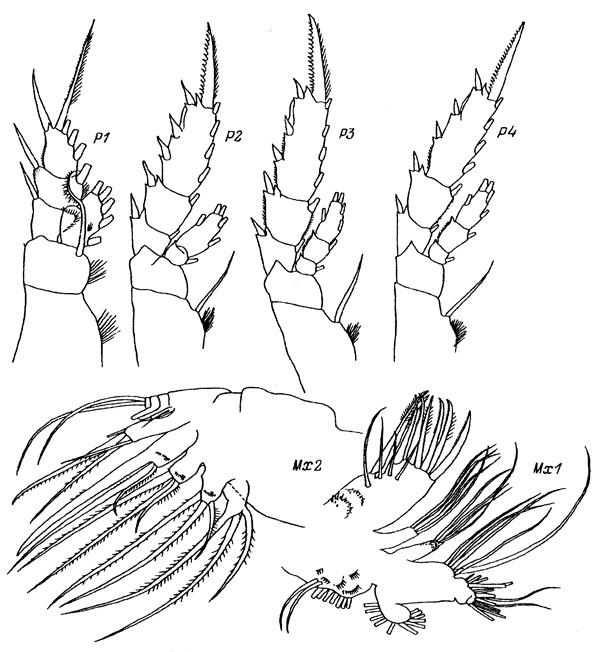 Espce Gaetanus inermis - Planche 2 de figures morphologiques