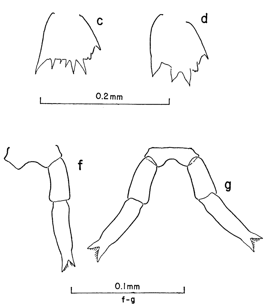 Espce Clausocalanus minor - Planche 7 de figures morphologiques