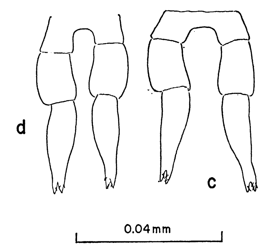 Species Clausocalanus paululus - Plate 11 of morphological figures