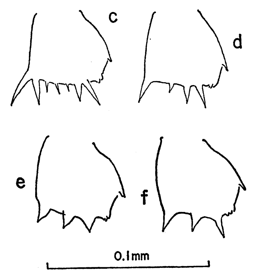 Species Clausocalanus pergens - Plate 9 of morphological figures