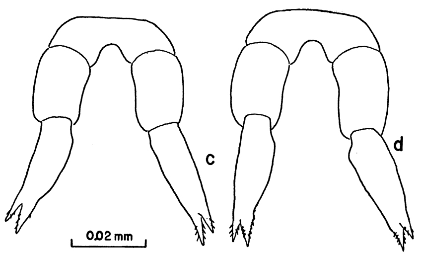 Espce Clausocalanus pergens - Planche 10 de figures morphologiques