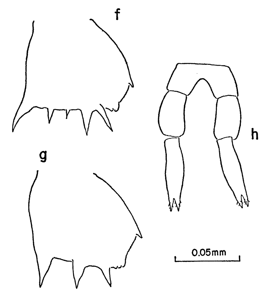 Espce Clausocalanus brevipes - Planche 11 de figures morphologiques