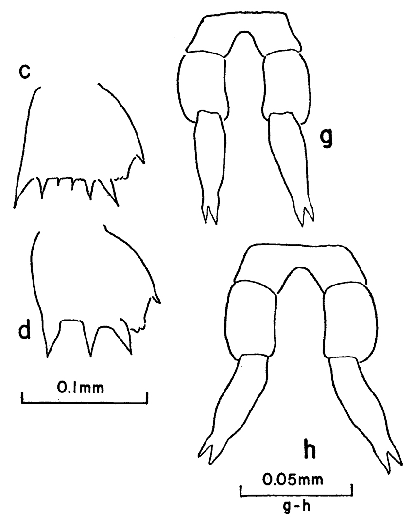 Espèce Clausocalanus parapergens - Planche 10 de figures morphologiques