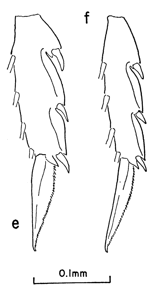 Species Clausocalanus brevipes - Plate 12 of morphological figures