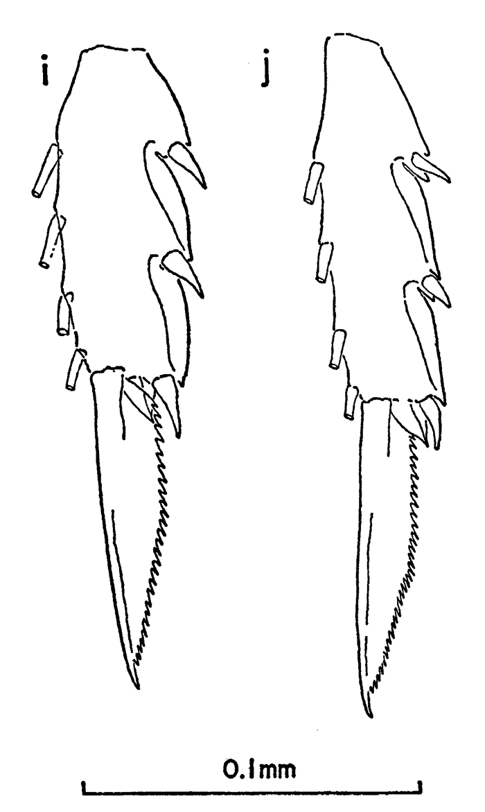 Species Clausocalanus pergens - Plate 8 of morphological figures
