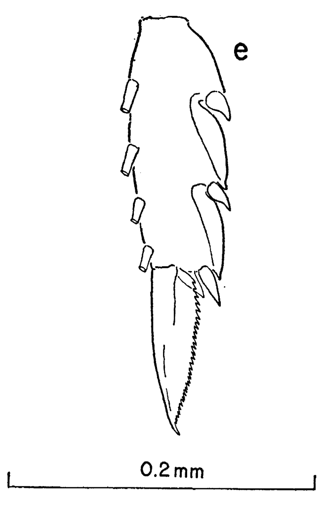 Espce Clausocalanus minor - Planche 6 de figures morphologiques