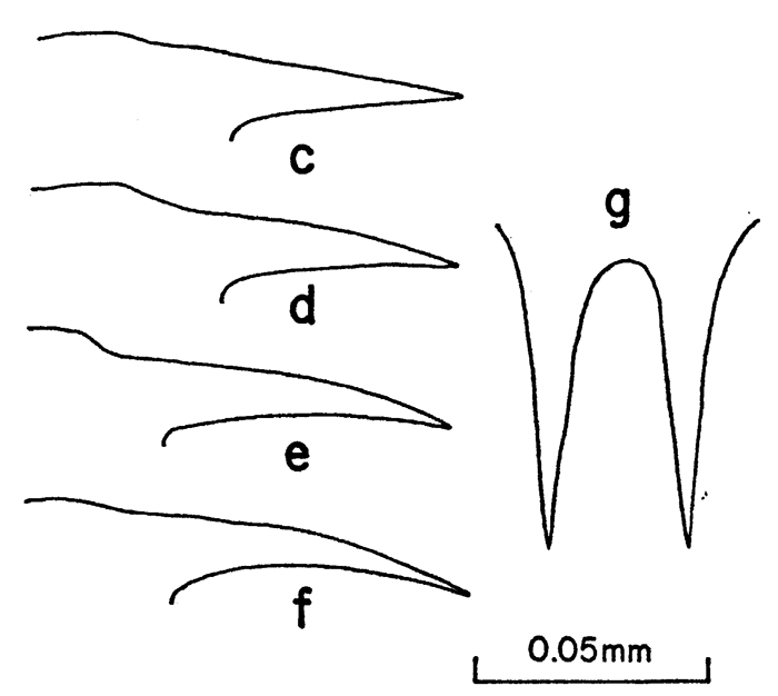 Espèce Clausocalanus lividus - Planche 11 de figures morphologiques