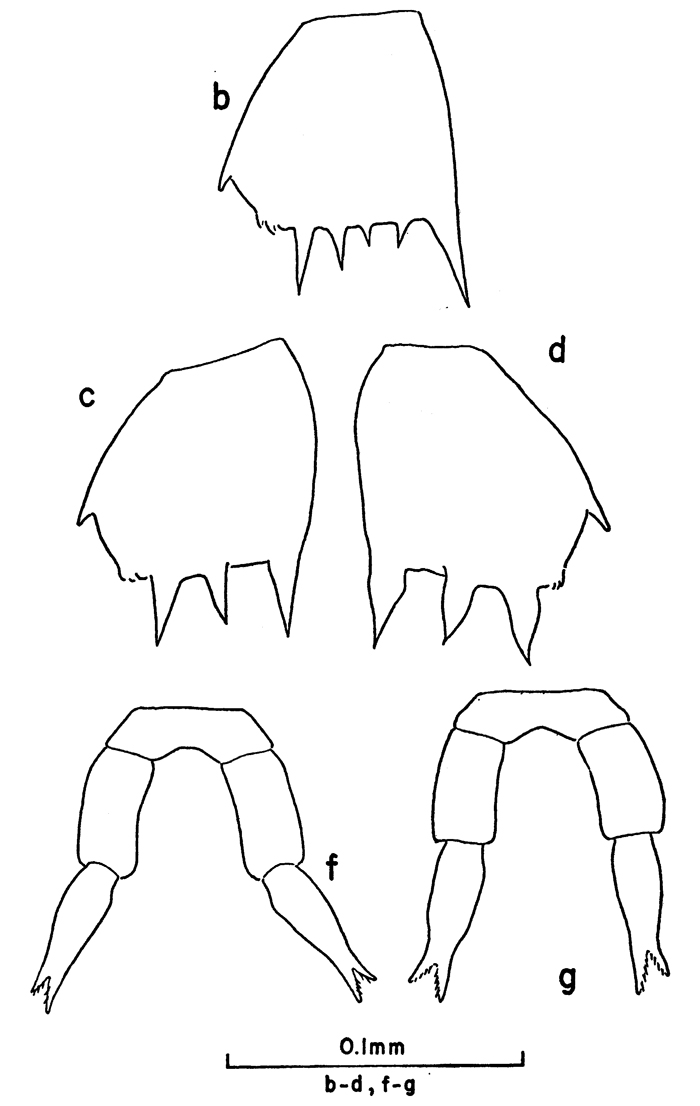 Species Clausocalanus farrani - Plate 9 of morphological figures