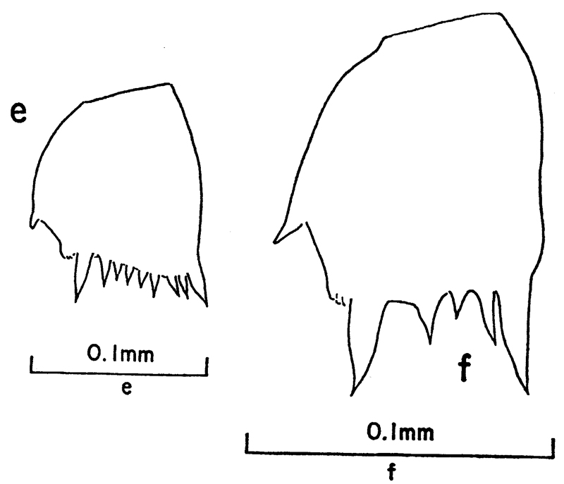 Espèce Clausocalanus mastigophorus - Planche 16 de figures morphologiques