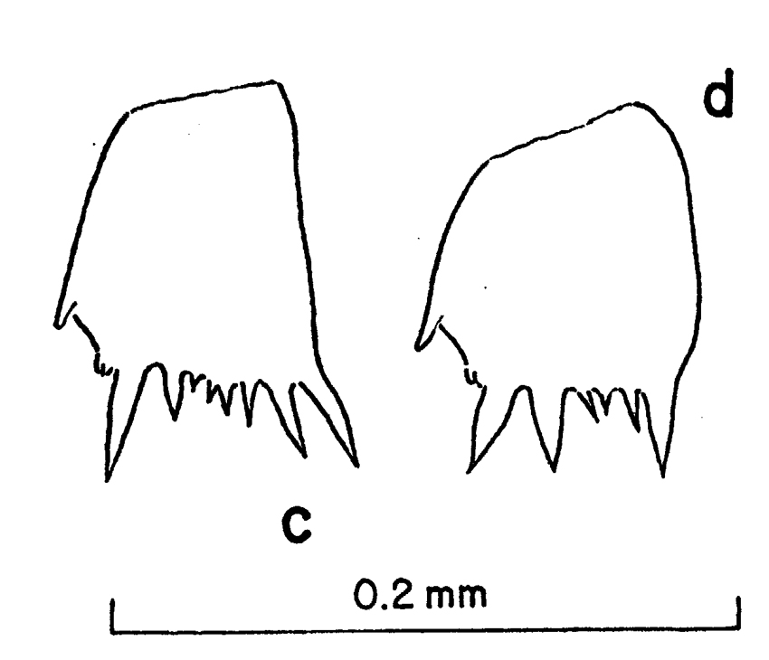 Species Clausocalanus lividus - Plate 14 of morphological figures