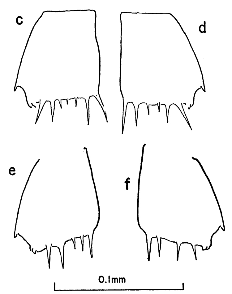 Espce Clausocalanus laticeps - Planche 11 de figures morphologiques
