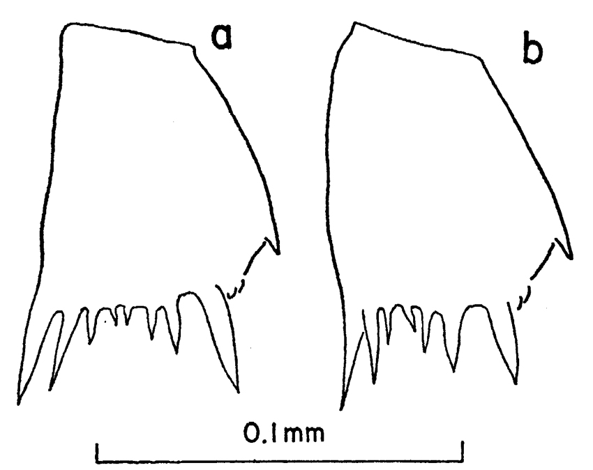 Espce Clausocalanus farrani - Planche 12 de figures morphologiques